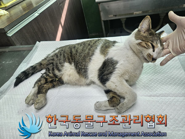 한국동물구조관리협회_411303202300709
